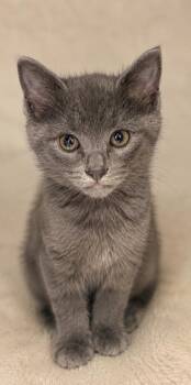 Rex -  Domestic Long Hair Cat for Adoption in Columbia, Tennessee - Rex | PetCurious