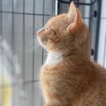 Cricket -  Domestic Medium Hair Cat for Adoption in Chesapeake, Virginia - Cricket | PetCurious
