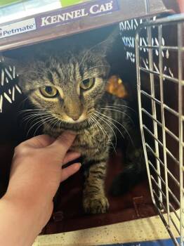 Rescue Domestic Short Hair Cats for Adoption in Louisville, Kentucky - JASON FUNDERBERKER | PetCurious
