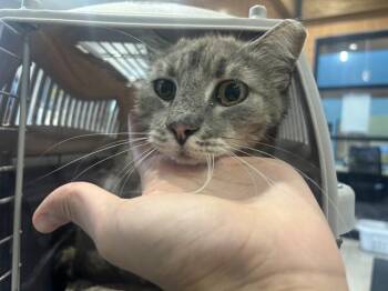 MOLLY -  Domestic Medium Hair Cat for Adoption in Rowlett, Texas - MOLLY | PetCurious