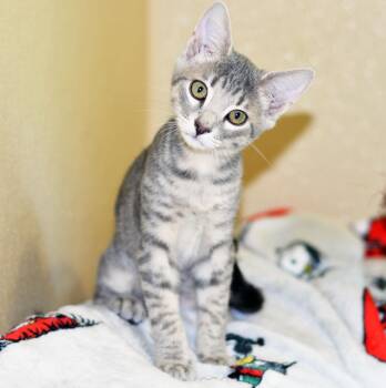 MEENY -  Tabby Cat for Adoption in San Clemente, California - MEENY | PetCurious