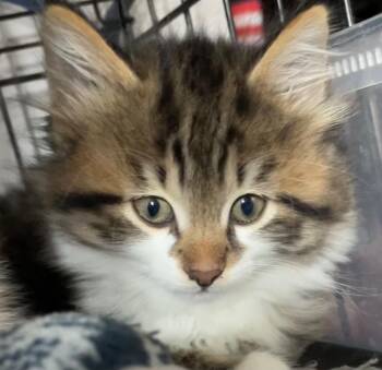 Fritter -  Domestic Long Hair Cat for Adoption in Newaygo, Michigan - Fritter | PetCurious