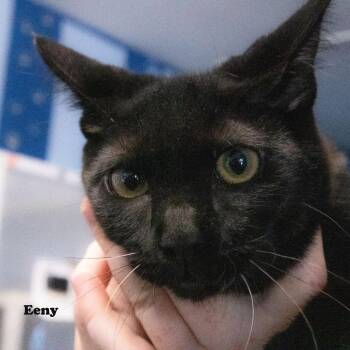 Eeny -  Domestic Short Hair Cat for Adoption in Yucaipa, California - Eeny | PetCurious