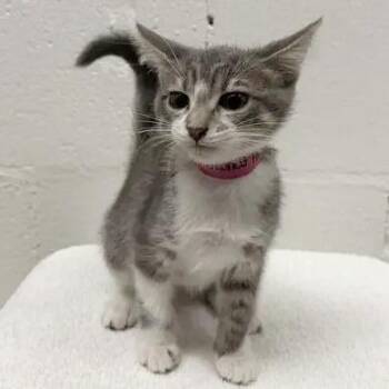 Coconut Head -  Domestic Short Hair Cat for Adoption in Brentwood, Missouri - Coconut Head | PetCurious