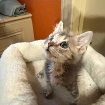 Ravioli 25 -  Domestic Short Hair Cat for Adoption in Austin, Texas - Ravioli 25 | PetCurious