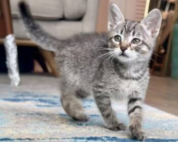 Ziti (Bonded with Emilio) -  Domestic Short Hair Cat for Adoption in San Francisco, California - Ziti (Bonded With Emilio) | PetCurious