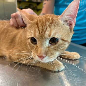 Goldfish -  Domestic Short Hair Cat for Adoption in West Des Moines, Iowa - Goldfish | PetCurious