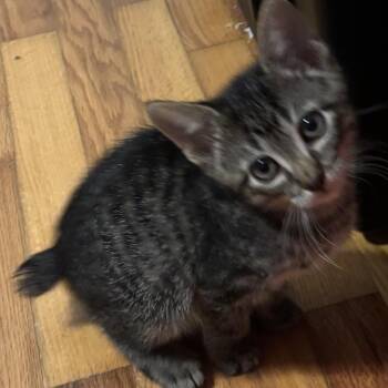 Colby Jack -  Domestic Short Hair Cat for Adoption in Bentonville, Arkansas - Colby Jack | PetCurious
