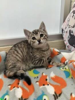 Sybil -  Tabby Cat Available for Adoption in Parlier, California - Sybil | PetCurious