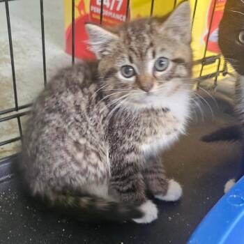 Sephiroth -  Domestic Short Hair Cat for Adoption in Hedgesville, West Virginia - Sephiroth | PetCurious