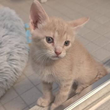 Mini Cooper 18 -  Domestic Short Hair Cat for Adoption in Austin, Texas - Mini Cooper 18 | PetCurious