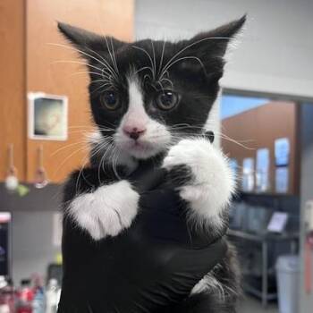 Pixie -  Domestic Short Hair Cat Available for Adoption in Winston-salem, North Carolina - Pixie | PetCurious