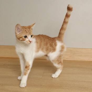Nyx C70428 -  Domestic Short Hair Cat for Adoption in Minnetonka, Minnesota - Nyx C70428 | PetCurious