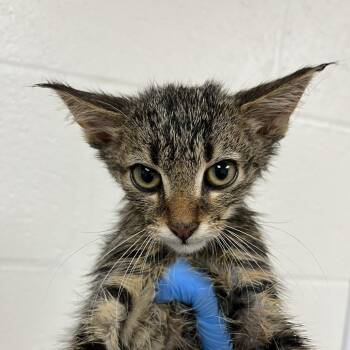 SVAS-Stray-38923 -  Domestic Short Hair Cat for Adoption in Lyndhurst, Virginia - SVAS-Stray-38923 | PetCurious