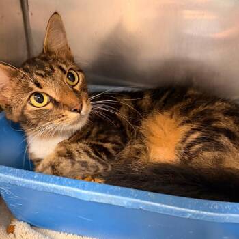 GENEVA -  Domestic Medium Hair Cat for Adoption in Corydon, Indiana - GENEVA | PetCurious