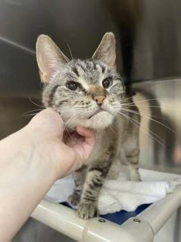 Gumbus -  Domestic Short Hair Cat for Adoption in Westland, Michigan - Gumbus | PetCurious