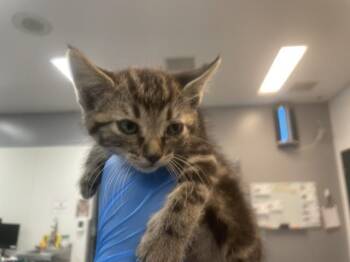 Domestic Short Hair Cats Available for Adoption in Thousand Palms, California - A1916344 | PetCurious