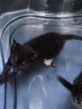 Domestic Short Hair Cats Available for Adoption in Savannah, Georgia - Taco | PetCurious
