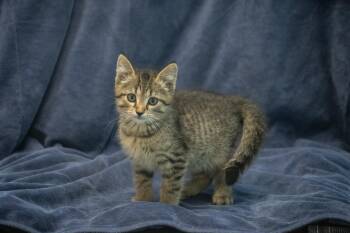 Mr. Pibb -  Domestic Short Hair Cat for Adoption in Winchester, Kentucky - Mr. Pibb | PetCurious