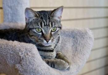 Domestic Short Hair Cats Available for Adoption - Maisie | PetCurious