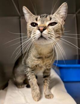 Cypress -  Domestic Short Hair Cat for Adoption in Ocala, Florida - Cypress | PetCurious