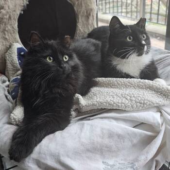 Mama Goji and Jujube -  Domestic Long Hair Cat for Adoption in Ridgefield, Connecticut - Mama Goji And Jujube | PetCurious