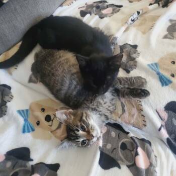 Domestic Short Hair Cats Available for Adoption in Cleveland, Ohio - Pope Francis | PetCurious