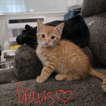 Dravis -  Domestic Short Hair Cat for Adoption in Mastic, New York - Dravis | PetCurious