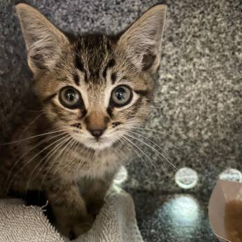 Glory -  Domestic Short Hair Cat for Adoption in Pasadena, California - Glory | PetCurious