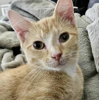 Rescue Domestic Short Hair Cats for Adoption - Curious Colonel Mustard | PetCurious