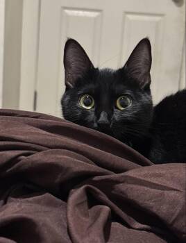 Chai -  Domestic Medium Hair Cat for Adoption in Long Beach, California - Chai | PetCurious
