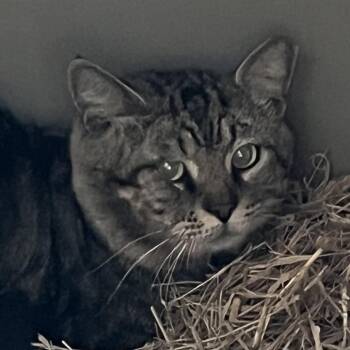 Domestic Short Hair Cats Available for Adoption in Sarasota, Florida - Big Bob - Working Cat | PetCurious