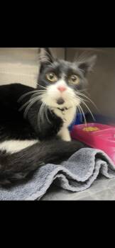 Domestic Short Hair Cats Available for Adoption in Killeen, Texas - SPOKESPERSON | PetCurious