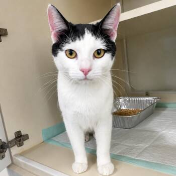 American Bobtail and Domestic Short Hair Cats Available for Adoption in Tulsa, Oklahoma - Adrian | PetCurious