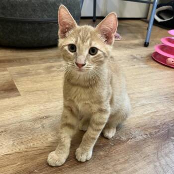 Atlas -  Domestic Short Hair Cat for Adoption - Atlas | PetCurious