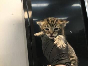A1918324 -  Domestic Short Hair Cat for Adoption in Thousand Palms, California - A1918324 | PetCurious