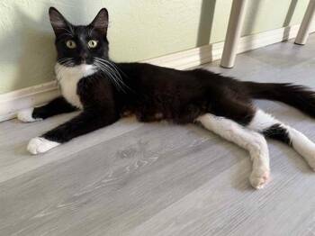 Rescue Domestic Medium Hair Cats for Adoption in Sacramento, California - PEPPER | PetCurious