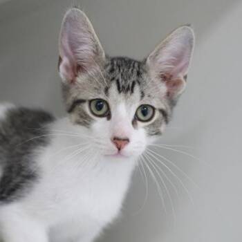 Dingo -  Domestic Short Hair Cat for Adoption in Verona, Wisconsin - Dingo | PetCurious