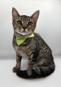 Sooty Foot -  Domestic Short Hair and Tabby Cat for Adoption in Attalla, Alabama - Sooty Foot | PetCurious