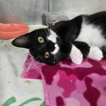 Jade 26-274 -  Domestic Short Hair Cat for Adoption in Tawas City, Michigan - Jade 26-274 | PetCurious