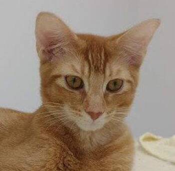 Russell (+ Theo) -  Domestic Short Hair Cat for Adoption in Richmond Hill, Ontario - Russell (+ Theo) | PetCurious