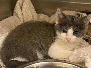 CANDY GIRL -  Domestic Short Hair Cat for Adoption in Tustin, California - CANDY GIRL | PetCurious