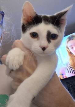 Dr. Robby -  Domestic Short Hair Cat for Adoption in St. Peters, Missouri - Dr. Robby | PetCurious
