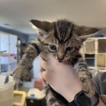 Sarabi -  Domestic Short Hair Cat for Adoption in Ruckersville, Virginia - Sarabi | PetCurious