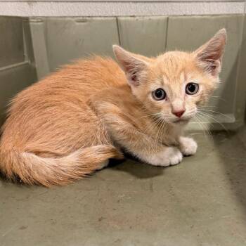 Pudge -  Domestic Short Hair Cat for Adoption in Tampa, Florida - Pudge | PetCurious