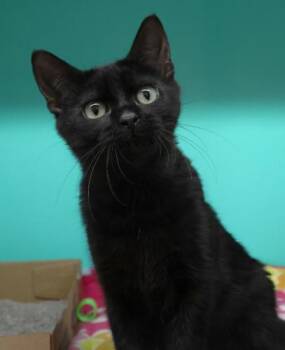 Rescue Domestic Short Hair Cats for Adoption in Thief River Falls, Minnesota - Scramble | PetCurious