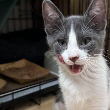 Mia -  Domestic Short Hair Cat for Adoption in Santa Ana, California - Mia | PetCurious