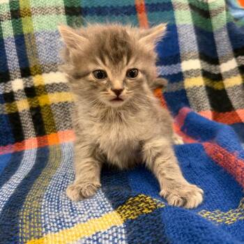 Domestic Short Hair Cats Available for Adoption in Raleigh, North Carolina - Cotton | PetCurious