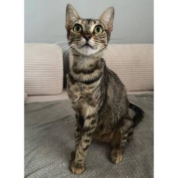Excited Camper -  Domestic Short Hair Cat for Adoption in Austin, Texas - Excited Camper | PetCurious