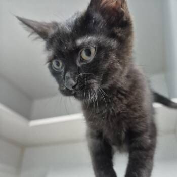Marley -  Domestic Short Hair Cat for Adoption in Newark, New Jersey - Marley | PetCurious